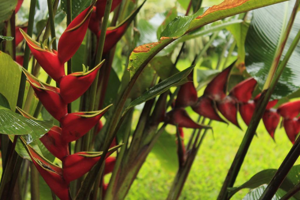 Hotel Tangara Arenal B&B La Fortuna Стая снимка